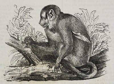 夜猴 douroucoulis (Aotus trivirgatus)，Salvatore Puglia 版画，出自 Poliorama Pittoresco，n 46，6 月 25 日 作者 萨尔瓦多·普利亚