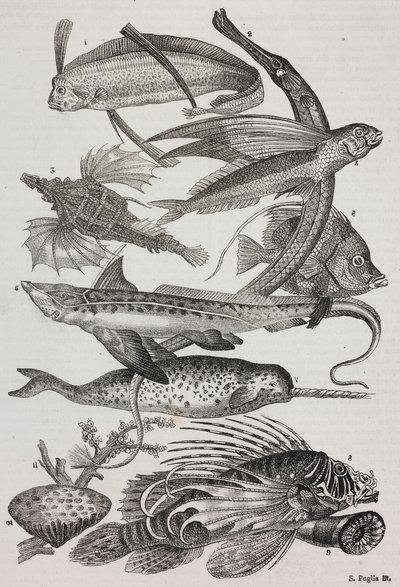 海洋生物: 1 Dattiloftera, 2 Syngnathus, 3 Pegasus, 4 Trachypterus, 5 Chaetodon, 6 Rabbit Fish, 7 Unicorn (narwhal), 8 Flying Pteroids, 9 Attinia 作者 萨尔瓦多·普利亚