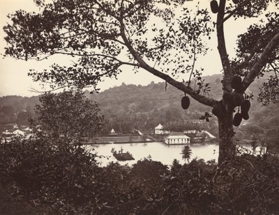 从上湖路偷看，显示寺庙和岛与公园--前景是果树，约1865年。 作者 塞缪尔·伯恩