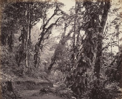 大吉岭，有爬山虎的森林场景，以及图克瓦尔公路 作者 塞缪尔·伯恩