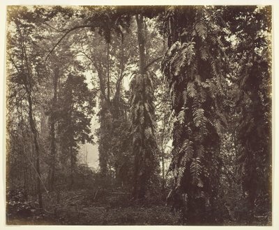 印度大吉岭，约1865年。 作者 塞缪尔·伯恩