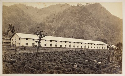 大吉岭塞利姆茶园，新工厂，下部，选自《大吉岭风景》，1860-80 年（黑白照片） 作者 塞缪尔·伯恩