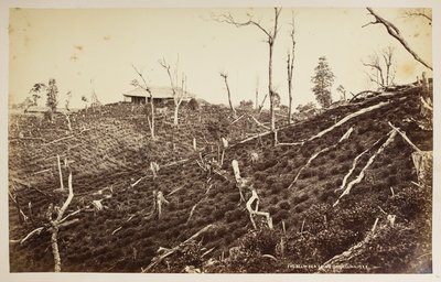 大吉岭塞利姆茶园，选自《大吉岭风景》，1860 -1880 年（黑白照片） 作者 塞缪尔·伯恩