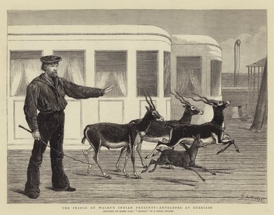 威尔士亲王的印度礼物，运动中的羚羊 作者 塞缪尔·埃德蒙·沃勒