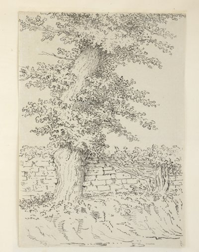 添加。MS 15546 Am Elm Tree at Bedminster 作者 塞缪尔（Samuel Hieronymous）格林