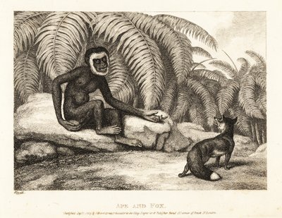 一只无尾猴向狐狸要尾巴。猩猩和狐狸1811 年（蚀刻版画） 作者 塞缪尔·豪伊特