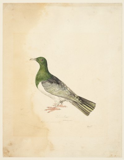 鸟 - Columba，c.1765-22（石墨、钢笔、灰色墨水和编织纸水彩） 作者 塞缪尔·豪伊特