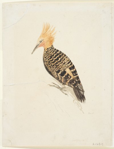 鸟，c.1765-22（编织纸上的石墨和水彩画，铺设） 作者 塞缪尔·豪伊特