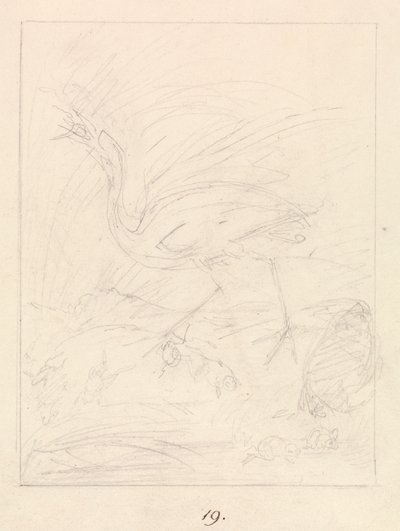 鹤与青蛙 作者 塞缪尔·豪伊特