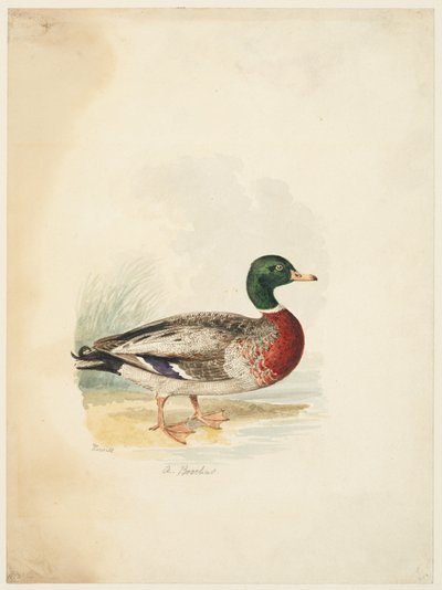 鸭子 - Anas boschas（右图），约 1813-22 年（石墨、钢笔、棕色墨水和水彩，石墨，水粉纸） 作者 塞缪尔·豪伊特