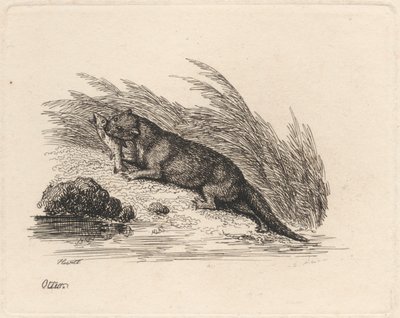 獭 作者 塞缪尔·豪伊特