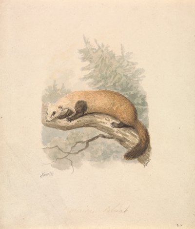 Polecat 作者 塞缪尔·豪伊特