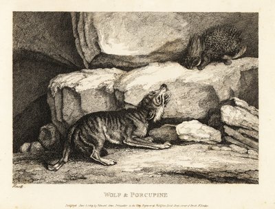 罗杰·埃斯特兰奇的《狼和豪猪》。 1811（蚀刻） 作者 塞缪尔·豪伊特