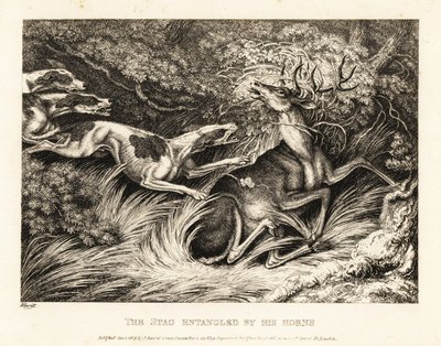 三只猎犬攻击一只被鹿角抓住的雄鹿。1811年（蚀刻版画） 作者 塞缪尔·豪伊特