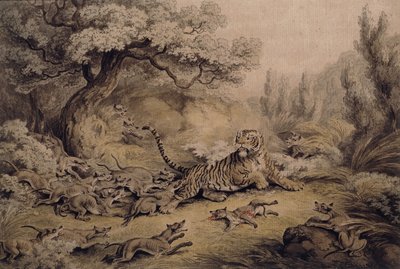 野狗攻击老虎， 作者 塞缪尔·豪伊特