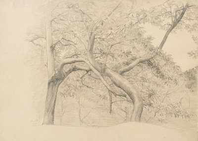 1884年的树叶丛林（抛光纸上的石墨） 作者 塞缪尔·伊沙姆（Samuel Isham）