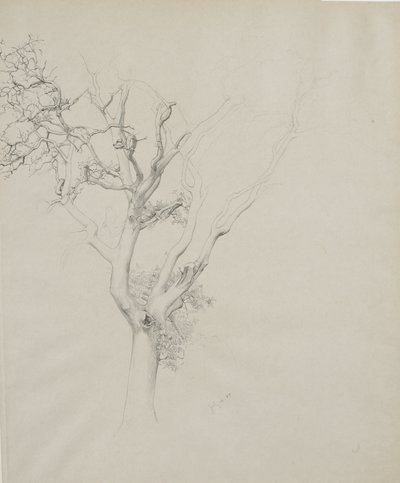 树木研究，1884年（灰色编织纸上的石墨） 作者 塞缪尔·伊沙姆（Samuel Isham）