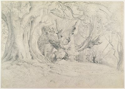 古树，Lullingstone公园，1828年（石墨在纸上） 作者 塞缪尔·帕尔默（Samuel Palmer）