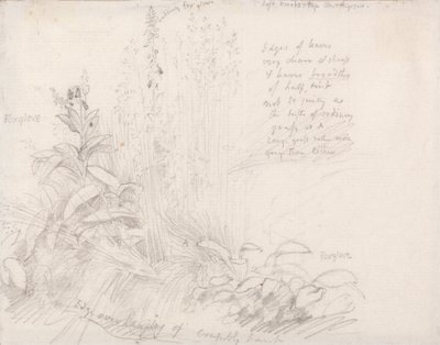毛地黄 作者 塞缪尔·帕尔默（Samuel Palmer）