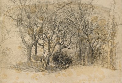 克洛维利公园的树木研究，1834年 作者 塞缪尔·帕尔默（Samuel Palmer）