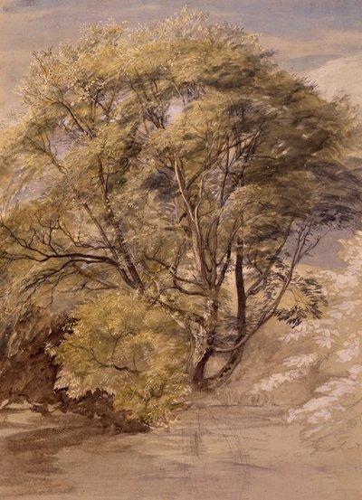 柳树研究，约 1850 年（纸面水彩画） 作者 塞缪尔·帕尔默（Samuel Palmer）