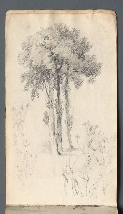 写生簿：《树木研究》，1814年。 作者 塞缪尔·普鲁特