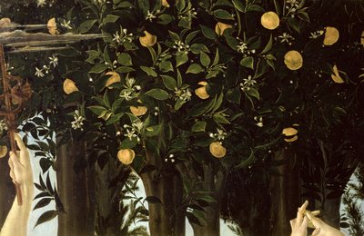 Primavera，橙树的细节，c.1478在板上的蛋彩画 作者 桑德罗·波提切利（Sandro Botticelli）