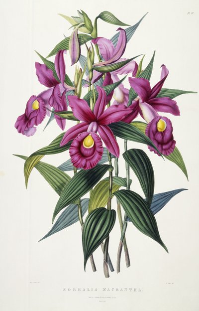 索布拉利亚·麦兰莎（Sobralia Macrantha），约1837-43年 作者 Miss Drake