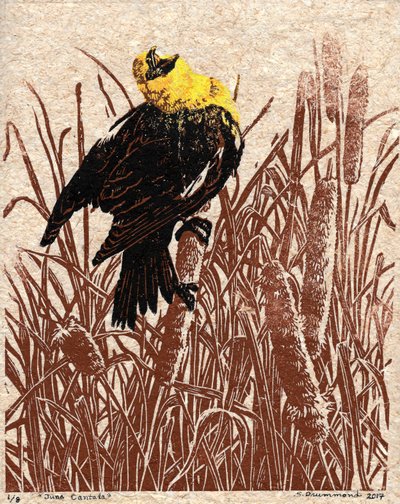 猫尾草大合唱》，2017 年（连环画） 作者 萨拉·德拉蒙德