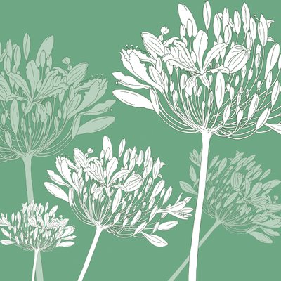 Agapanthus breeze，2005（数字化） 作者 莎拉·霍夫