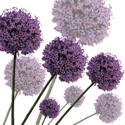 Allium Fernandez，2004（数字化） 作者 莎拉·霍夫