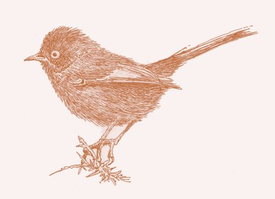 Dartford Warbler, 2017 作者 莎拉·霍夫