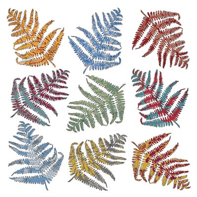 蕨类植物，2012（数字化） 作者 Sarah Hough