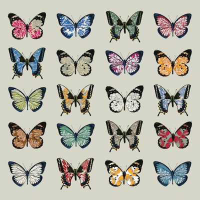 蝴蝶，2008（数字） 作者 Sarah Hough