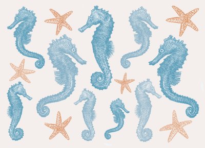 Seahorses and Starfish, 2017 作者 莎拉·霍夫