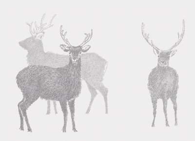 Sika Deer, 2017 作者 莎拉·霍夫
