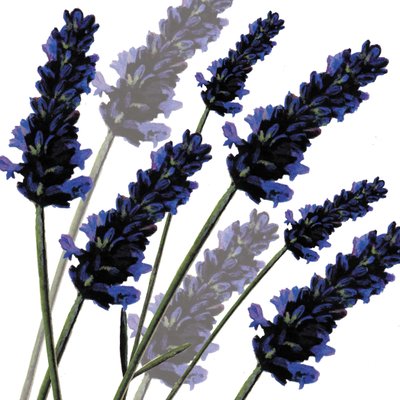 Sweet Lavender，2004（数字化） 作者 莎拉·霍夫