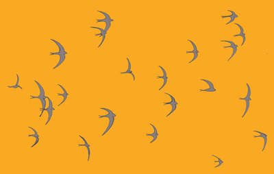 Swifts, 2017 作者 莎拉·霍夫