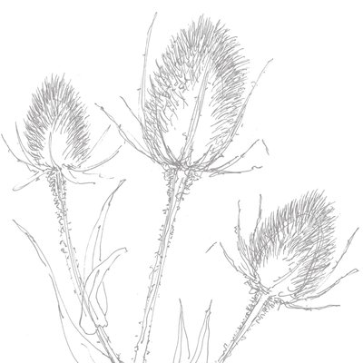Teasles, 2017 作者 莎拉·霍夫