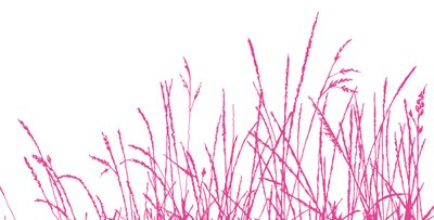 Wild Whisper，2009（数字化） 作者 莎拉·霍夫