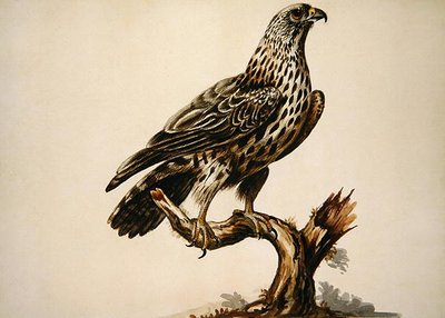 秃鹰（纸上水彩画） 作者 莎拉·斯通（Sarah Stone）
