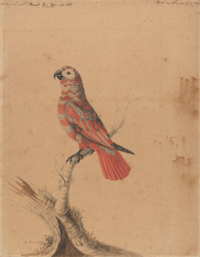 一只红鹦鹉 作者 莎拉·斯通（Sarah Stone）