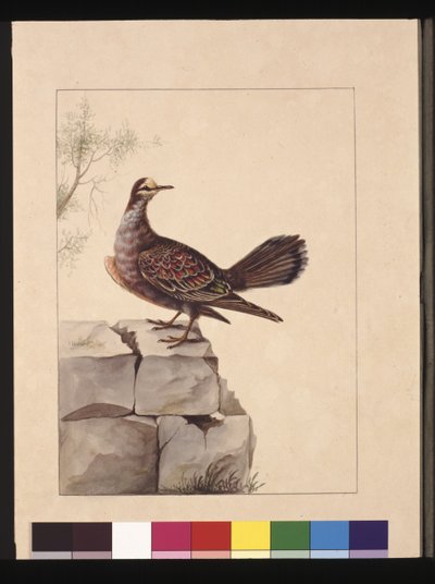 第15页。金翅鸽。现在被称为森林铜翅鸽，约1789-90（水彩）。 作者 莎拉·斯通（Sarah Stone）