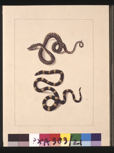 第 21 页。 蛇 1 号和 2 号。 现在被称为年轻的钻石蛇和班迪乐队，c.1789-90（水彩） 作者 莎拉·斯通（Sarah Stone）