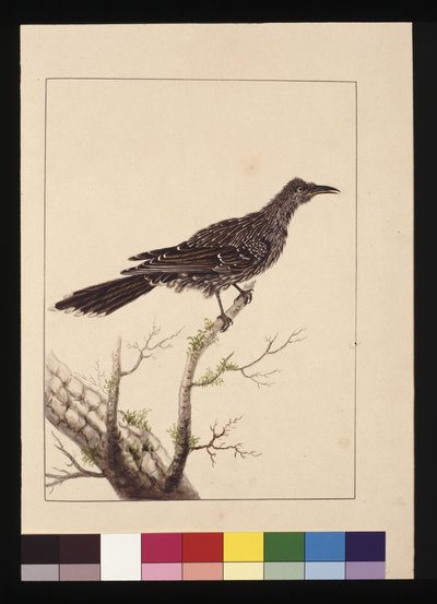 第 26 页。 Wattled Bee Eater 雌性。 现在被称为小荆鸟，c.1789-90（水彩） 作者 莎拉·斯通（Sarah Stone）