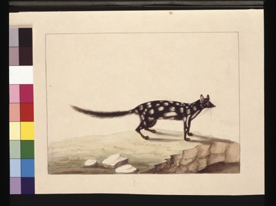第 28 页。 Tapoa Tafa。 现在被称为 Dasyurus 袋鼬。 似乎是 Charles Catton Junr 的 Sarah Stone 副本。 盘子，c.1789-90（水彩） 作者 莎拉·斯通（Sarah Stone）