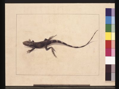 Page 31. Muricated Lizard. Now known as a Tree Dragon, c.1789-90 (watercolor) 作者 莎拉·斯通（Sarah Stone）