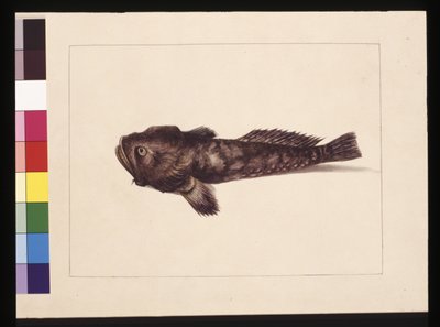 Page 8. Doubtful Lophius. Now known as a Frog Fish, c.1789-90 (watercolor) 作者 莎拉·斯通（Sarah Stone）