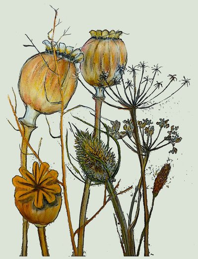 Dried seed heads,2019 (ink monoprint) 作者 莎拉·汤普森·恩格斯