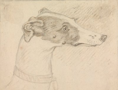 灰猎犬头像 作者 索里·吉尔平（Sawrey Gilpin）